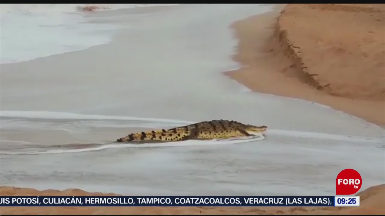 FOTO: 25 enero 2020, cocodrilo sorprende a turistas en playas de mazatlan