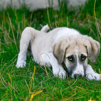 Coronavirus canino: los síntomas que tu perrito podría tener si se contagia