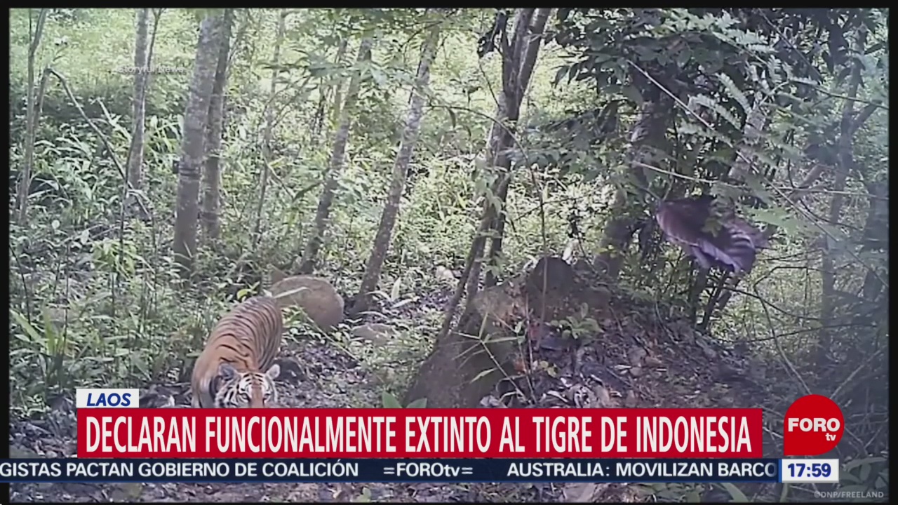 FOTO: 1 enero 2020, declaran funcionalmente extintos a los tigres de indonesia
