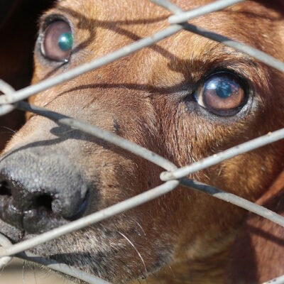 Policías rescatan a 270 perros y desmantelan red ilegal de crianza y venta