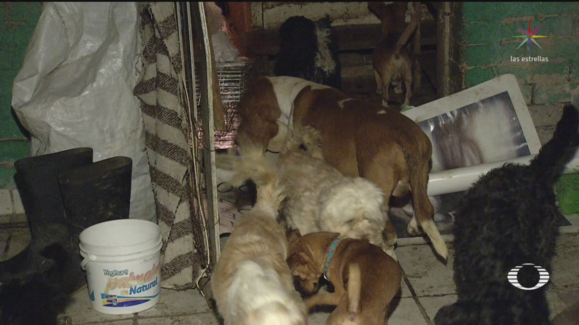 Foto: Dueña Perros Rescatados CDMX Síndrome Acumulador 23 Enero 2020