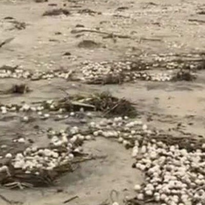 Recuperan casi cinco mil huevos de tortuga Golfina en Oaxaca