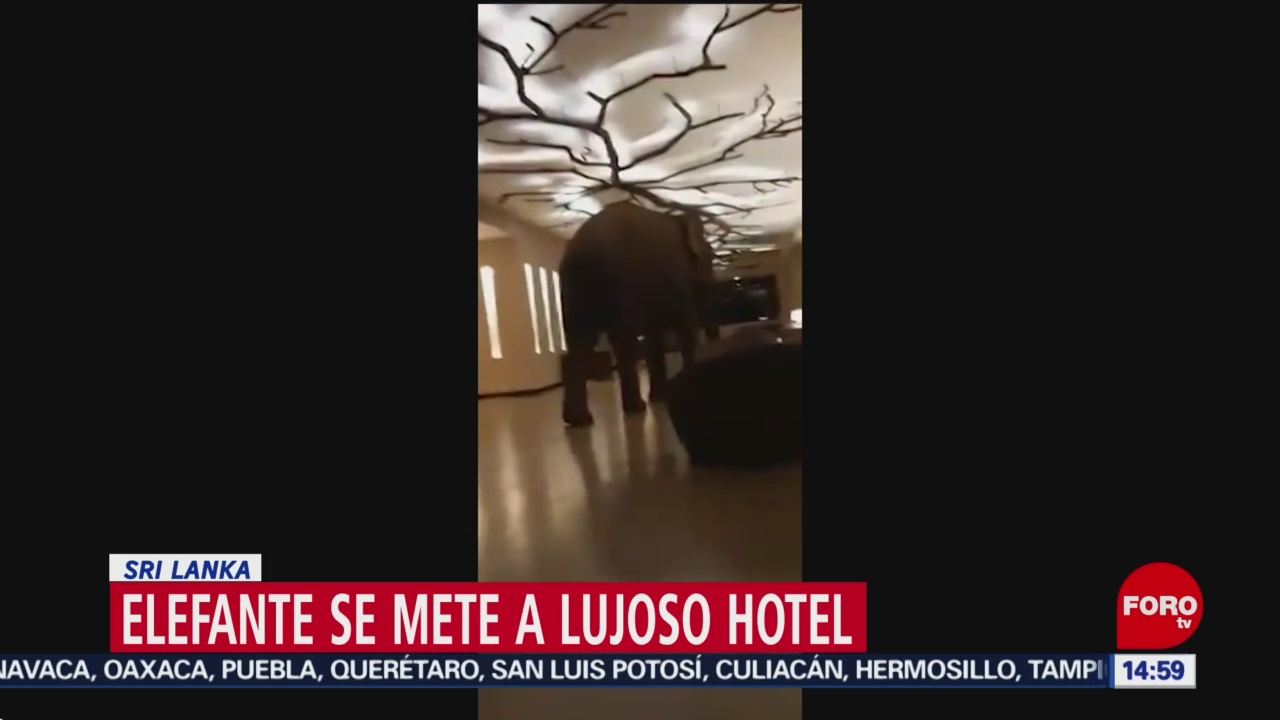 FOTO: elefante se mete a lujoso hotel