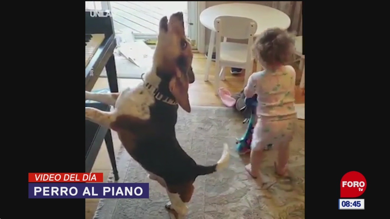 elvideodeldia perro al piano