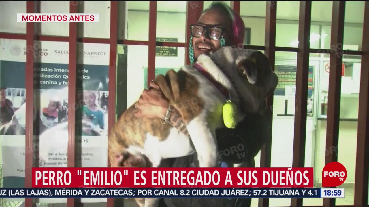 FOTO: emilio el bulldog secuestrado regresa con su dueno