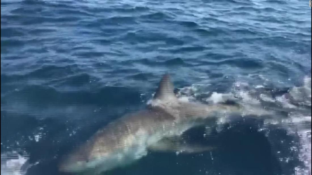 Foto: Pescan tiburón blanco, y lo devuelven al mar, 1 de enero de 2020, (Twitter @learobert3002)