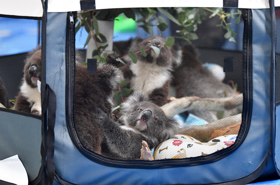 Foto Convierten escuela en refugio para koalas que sobrevivieron a incendios en Australia 10 enero 2020