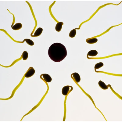 Espermatozoides y óvulos artificiales serían una realidad este año