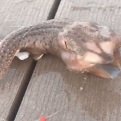 Video de extraña criatura capturada en Nueva York se vuelve viral