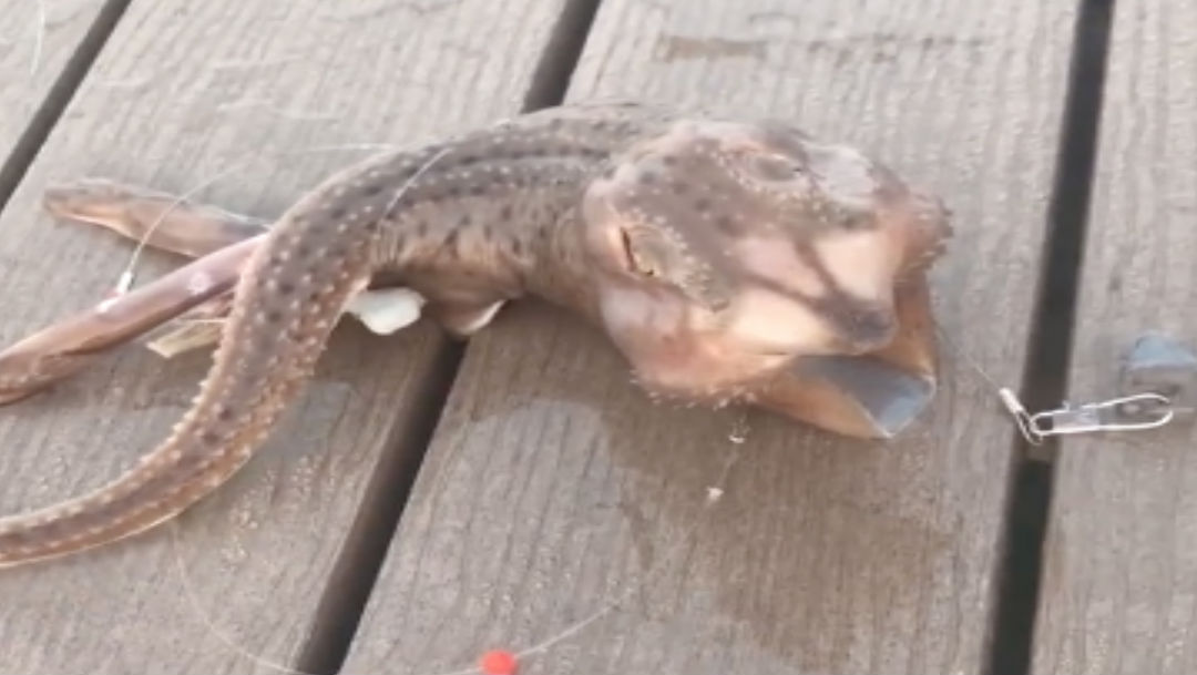 Foto Video de extraña criatura pescada en Nueva York se vuelve viral 31 enero 2020