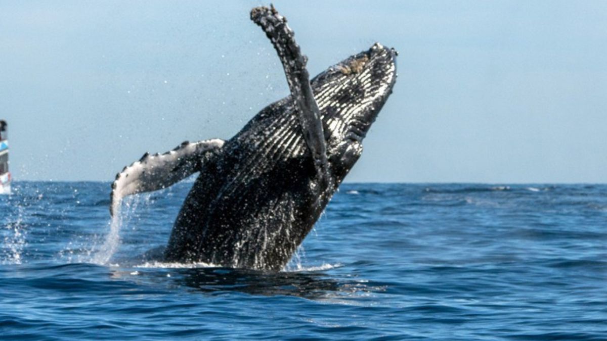 Foto: Una ballena gris salta en aguas del pacifico mexicano. Conanp