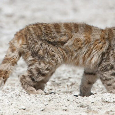 Gato andino aparece tras 12 años de ausencia en su hábitat