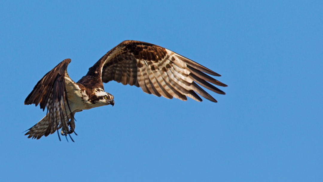 Foto: Águila muere de hambre tras volar 7 mil kilómetros, 27 enero 2020, (Getty Images, archivo)