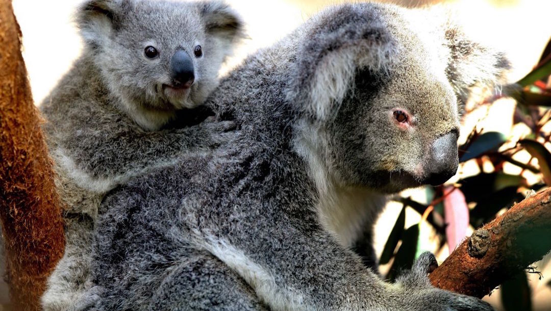 Jóvenes en Australia salvan a koalas heridos con su auto