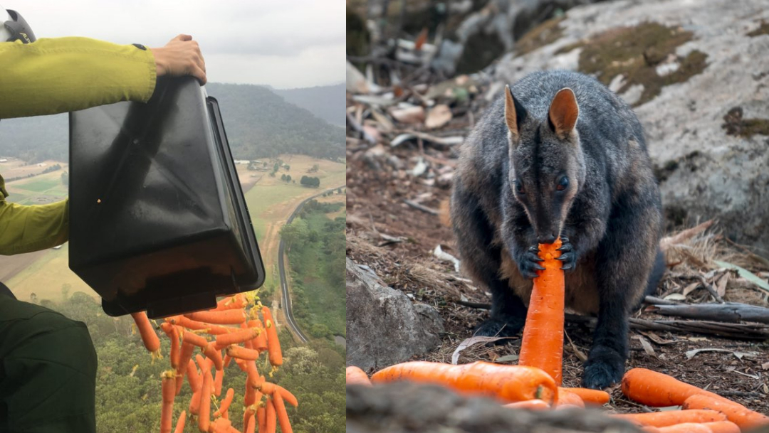 'Caen' zanahorias del cielo para los animales de Australia