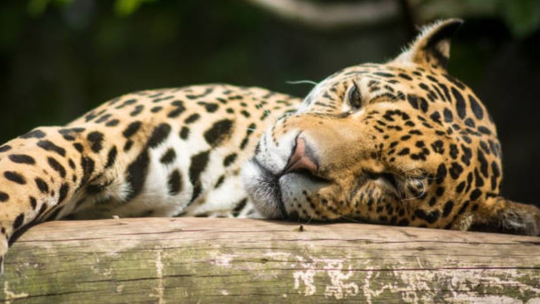 Imagen: El jaguar enfrenta las mismas amenazas que todos los animales silvestres: destrucción y fragmentación de sus hábitats naturales