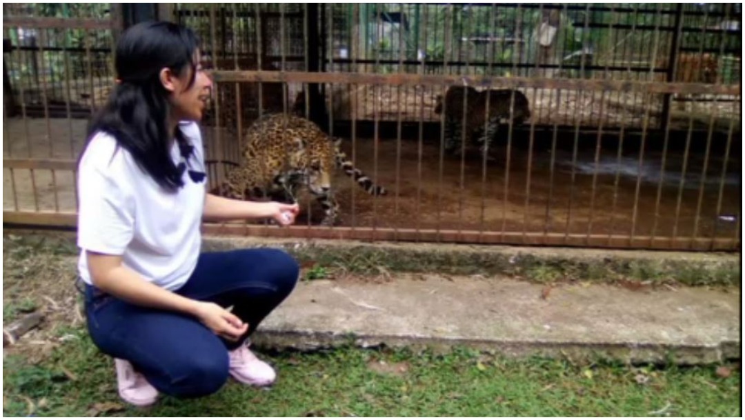 Foto: Mujer puso en riesgo su vida tras intentar retratarse con jaguar, 5 de enero de 2020 (Twitter)