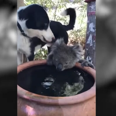 Video: Perrito comparte su agua con un koala afectado por los incendios en Australia
