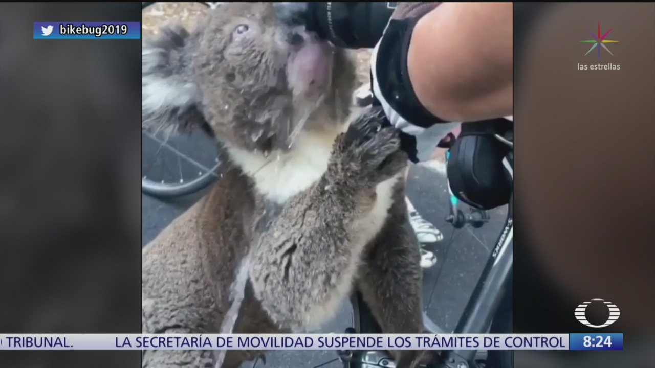 koala se acerca a ciclistas para buscar agua