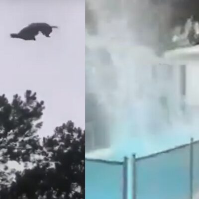 Video: Lanzan un cerdo desde un helicóptero a una piscina en Uruguay; lo asan y se lo comen