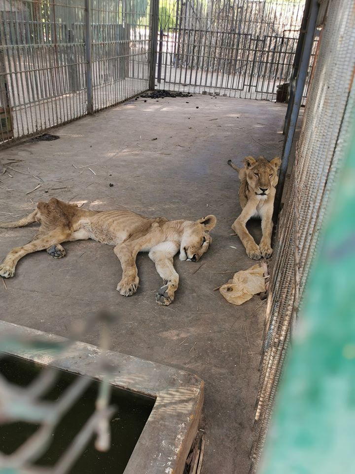 Leones-desnutridos-maltrato-animal-parque-zoologico-Sudan
