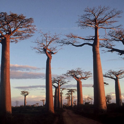 Deforestación y cambio climático condenan a miles de especies de Madagascar a la extinción