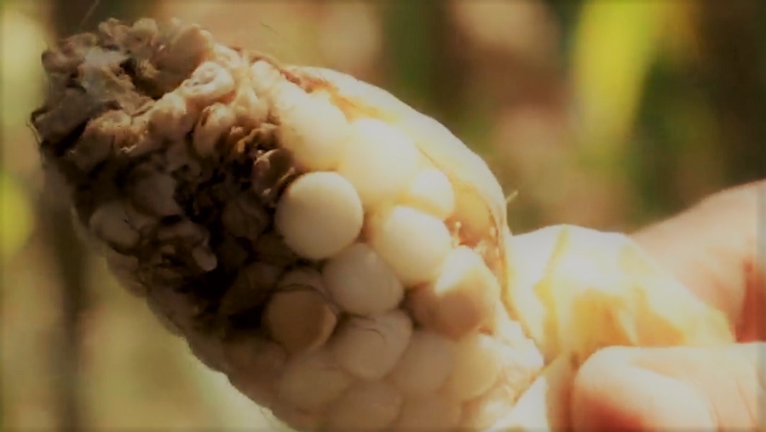 Para los animales; así salió la cosecha de maíz con gorgojo: Agricultores de Guerrero