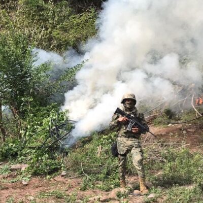 Aseguran y queman plantío de marihuana en Culiacán