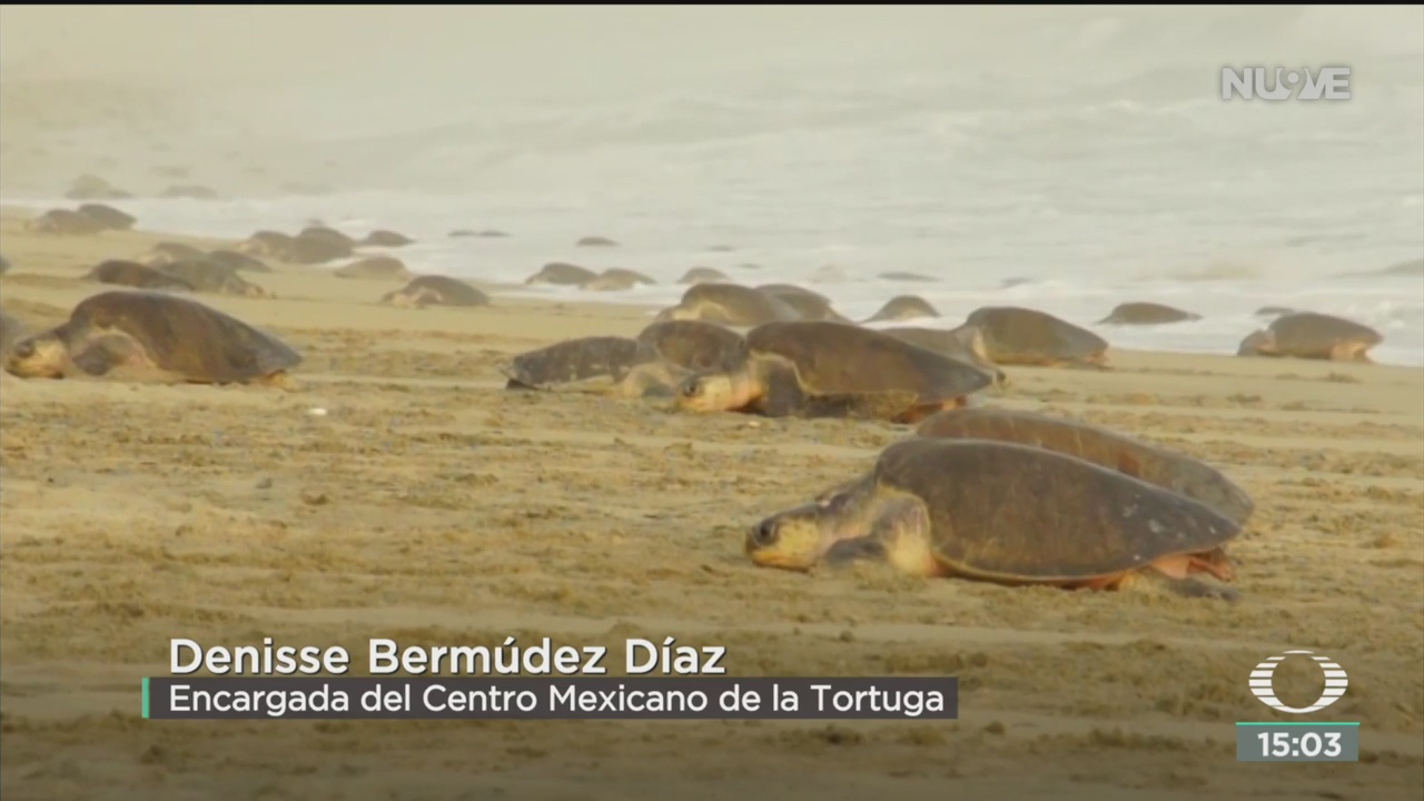 FOTO: mueren mas de 300 tortugas en oaxaca