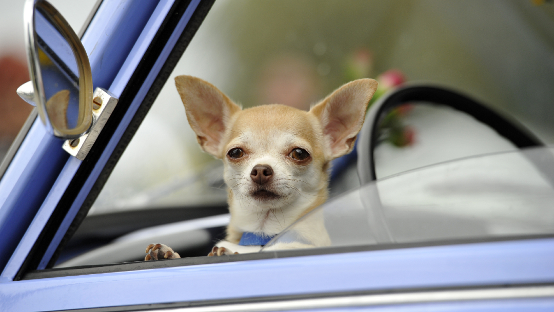 FOTO: Perro raza Chihuahua, el 29 de enero de 2020