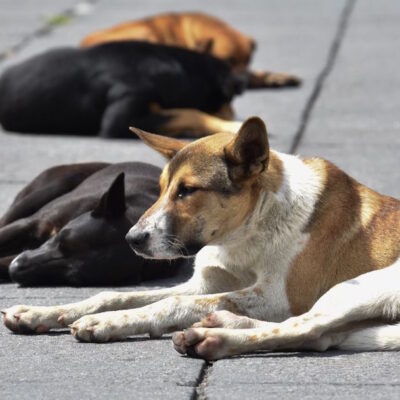 50 perros mueren envenenados en Puebla