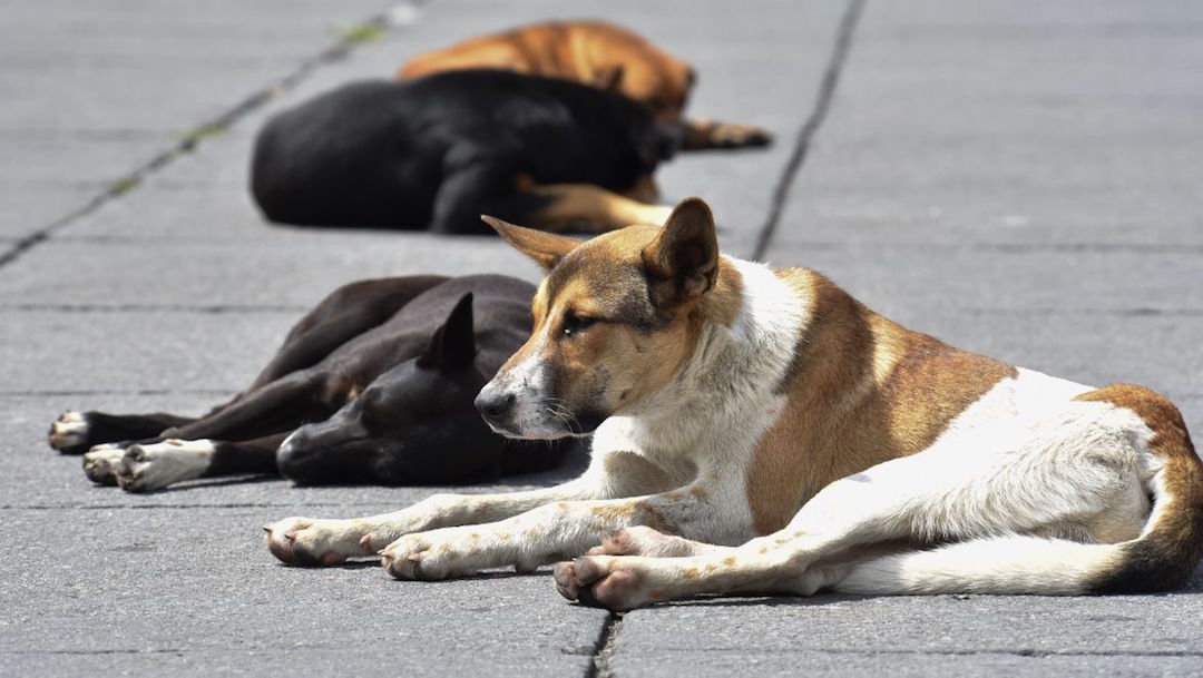 Foto 50 perros mueren envenenados en Puebla 28 enero 2020