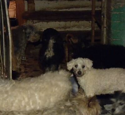 Rescatan a 40 perros hacinados en una casa en la CDMX