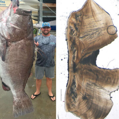 Captura pez gigante de 160 kilos y 50 años de edad en el Golfo de México