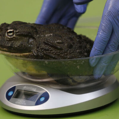 Utilizan células de ranas para crear diminutos “robots vivos”
