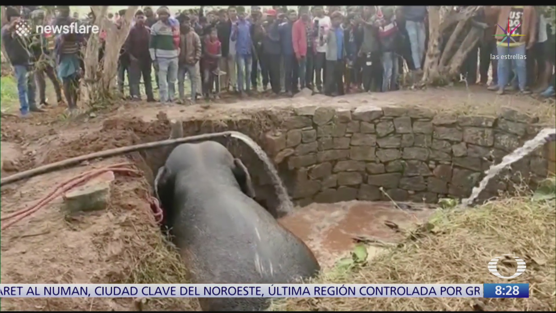 rescatan a elefante llenando un pozo con agua en india