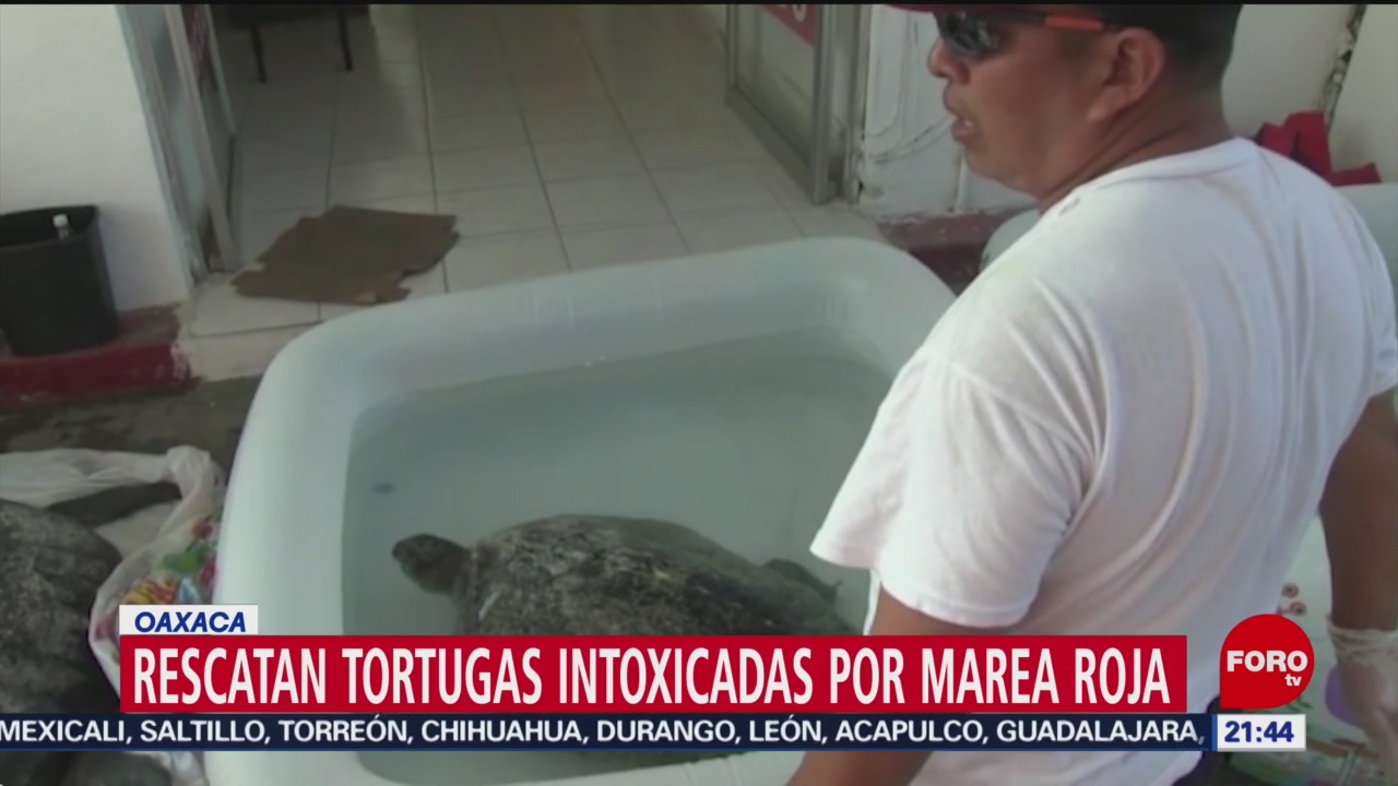 FOTO: 5 enero 2020, rescatan tortugas intoxicadas por marea roja