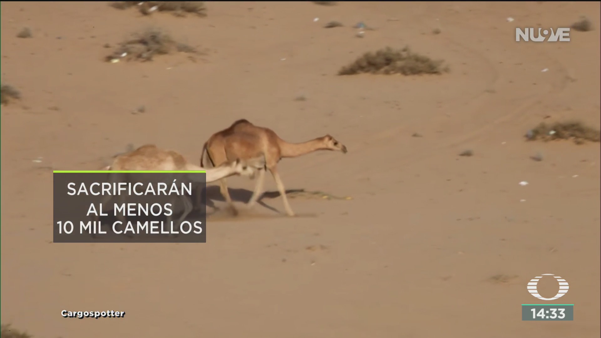 FOTO: sacrificaran a camellos salvajes en australia