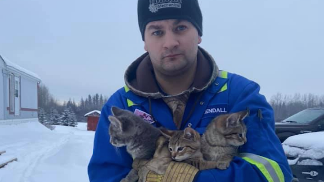 Foto Salva a tres gatitos de morir con ayuda de una taza de café 27 enero 2020