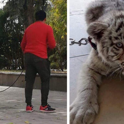 Profepa asegura a tigre siberiano que paseaba un hombre en San Luis Potosí