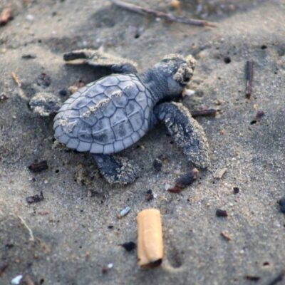 Bomberos de Huatulco, refugio de tortugas intoxicas por marea roja
