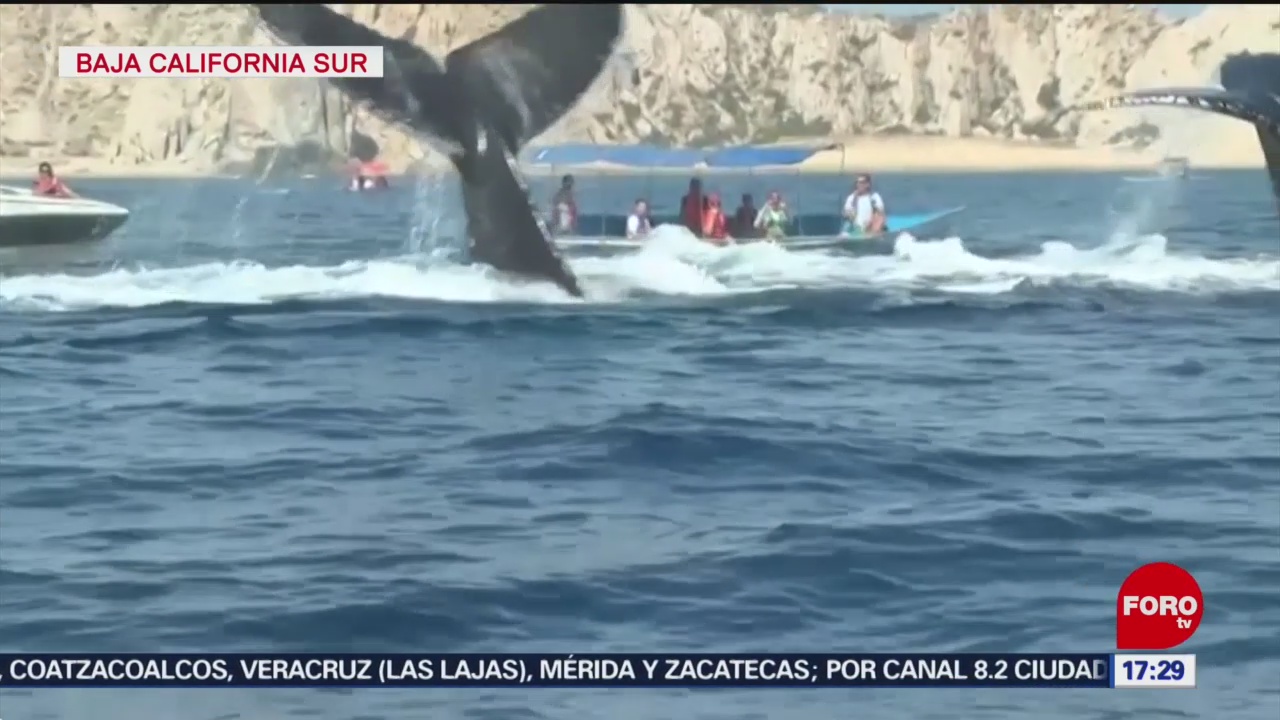 FOTO: turistas disfrutan del avistamiento de ballenas en baja california sur
