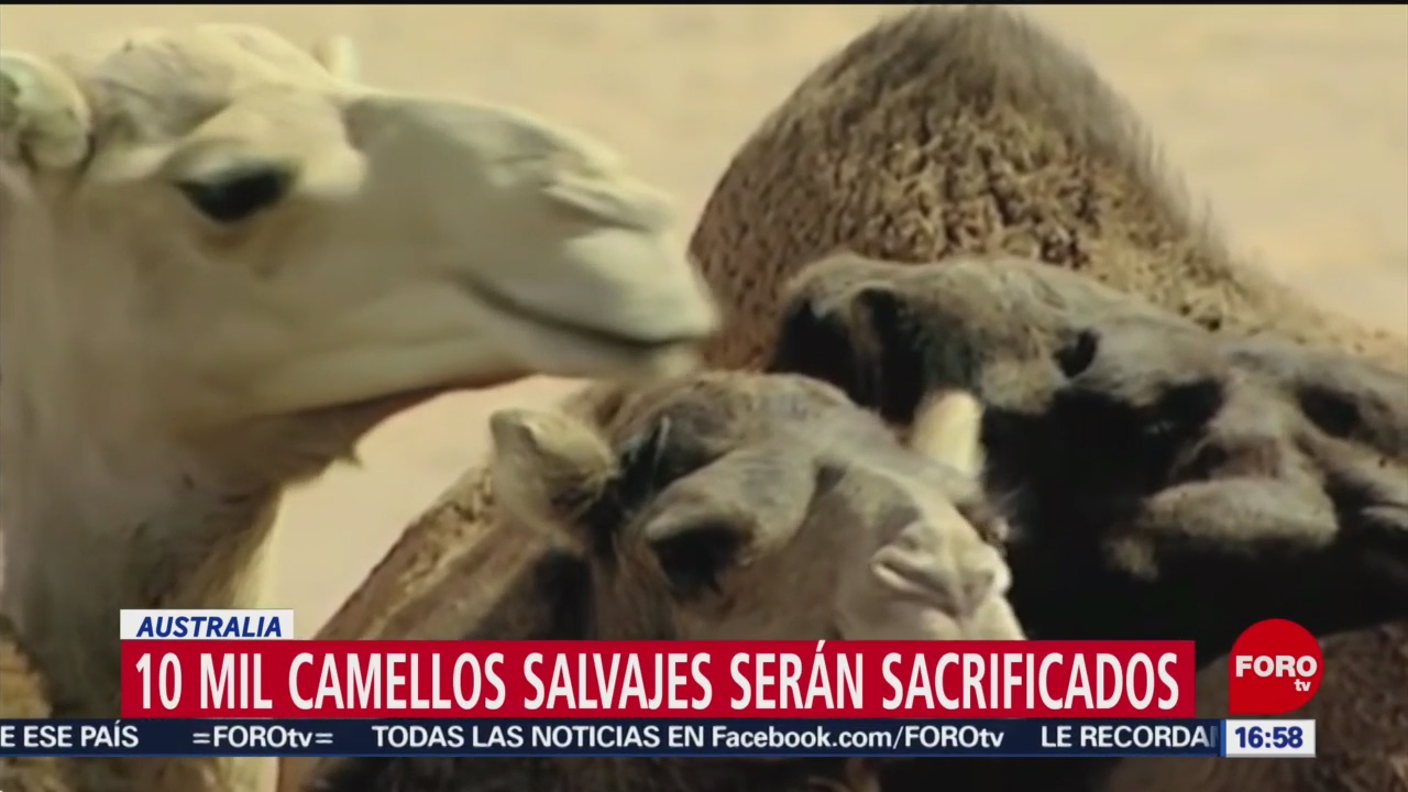 FOTO: unos 10 mil camellos salvajes seran sacrificados en australia