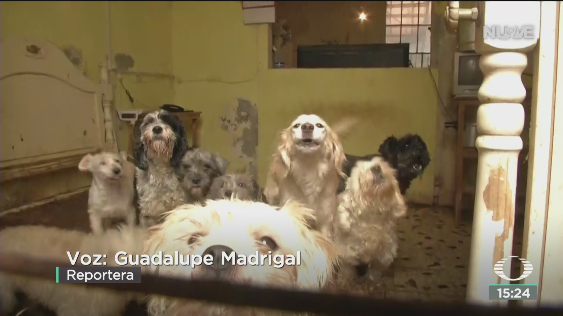 FOTO: vecinos denuncian casa con mas de 40 perros abandonados en cdmx