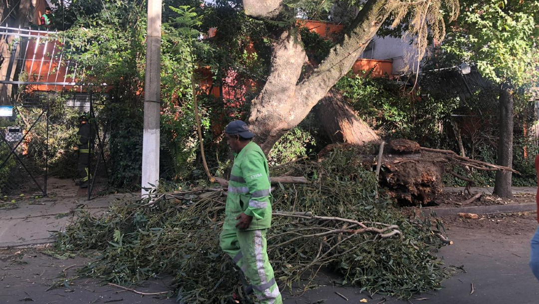 FOTO Vientos en CDMX tiraron 20 árboles y afectaron 4 vehículos (Noticieros Televisa)