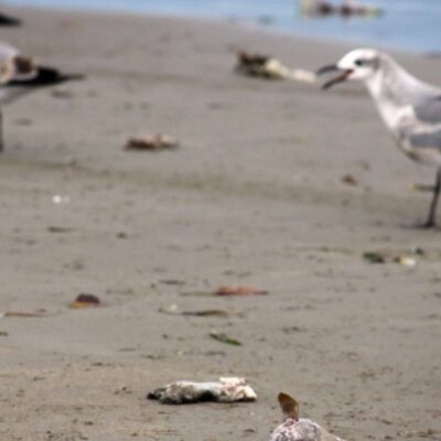 Advierten sobre ‘marea roja’ que intoxica a peces en Veracruz
