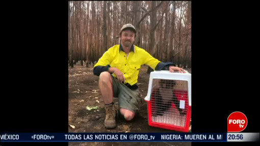 Foto: Afectaciones Ambientales Incendios Australia Rescate Animales 20 Febrero 2020
