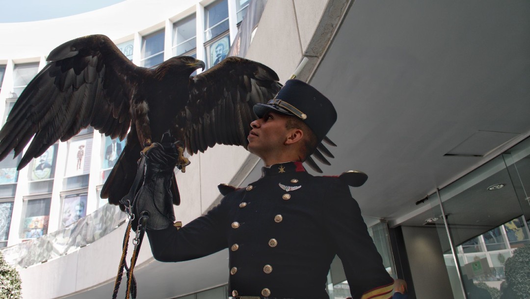 Águila real, invitada de honor en el Senado