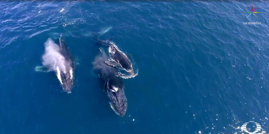 Avistamiento de ballenas en Baja California Sur (Noticieros Televisa)