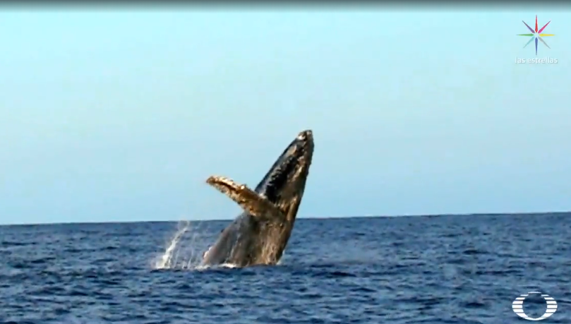 FOTO Avistamiento de ballenas en Baja California Sur (Noticieros Televisa)